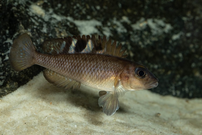 Lamprologus kungweensis 'Burton Bay'